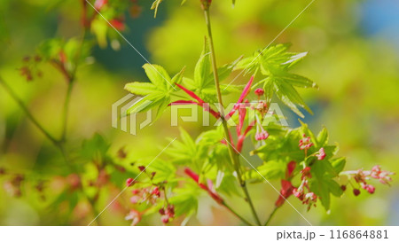 Young Red Leaves Of Japanese Maple Or Acer Palmatum In Spring. Commonly Known As Palmate Maple. Close up. Young Red Leaves Of Japanese Maple Or Acer Palmatum In Spring. Commonly Known As Palmate Maple. Close up. 116864881
