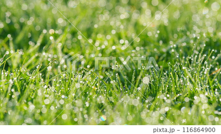 Morning Dew. Field Of Grass. Sprouts Of Young Grass With Dew. Fresh Concept. Pan. Morning Dew. Field Of Grass. Sprouts Of Young Grass With Dew. Fresh Concept. Pan. 116864900