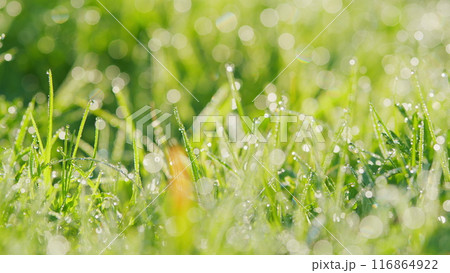 Beautiful Light Effect Background. Amazing Artistic Background Concept Of Purity Of Nature. Pan. Beautiful Light Effect Background. Amazing Artistic Background Concept Of Purity Of Nature. Pan. 116864922