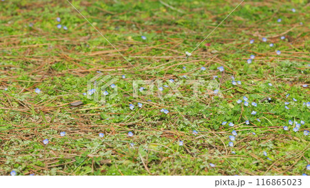 Forget Me Not Flowers Background. Field Of Delicate Forget-Me-Nots. Myosotis Scorpioides. Close up. 116865023