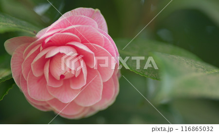 Camellia Japonica April Dawn Blush. Pink Perfect Camellia Flower In Full Bloom. Glossy Green Leaves. Close up. 116865032