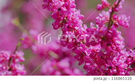 Deep Pink Flowers Of Judas Tree. Pink Pea Shaped Flower Clusters During Summer Season. Close up. 116865110