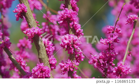 Cercis Siliquastrum Or Judas Tree Pink Flowers During Spring Season. The Deep Pink Flowers. Close up. Cercis Siliquastrum Or Judas Tree Pink Flowers During Spring Season. The Deep Pink Flowers. Close up. 116865135
