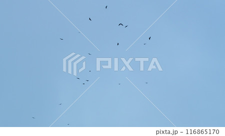 A Flock Of Birds Flies In The Sky. Big Flock Of Birds. Soaring Over Sky. Slow motion. A Flock Of Birds Flies In The Sky. Big Flock Of Birds. Soaring Over Sky. Slow motion. 116865170