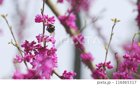 Bombus Pascuorum Collecting Pollen On Cercis Siliquastrum. Cercis Siliquastrum Blossom. Close up. Bombus Pascuorum Collecting Pollen On Cercis Siliquastrum. Cercis Siliquastrum Blossom. Close up. 116865317