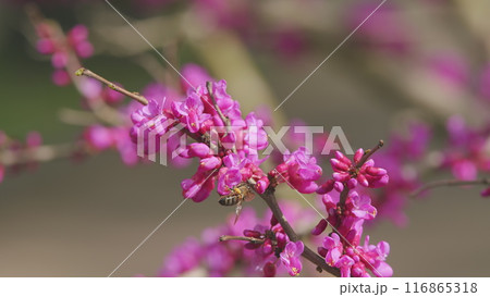 Judas Flower Branches And The Bee Find And Get Nectar. Tree In The Flowering Plant Family Fabaceae. Close up. Judas Flower Branches And The Bee Find And Get Nectar. Tree In The Flowering Plant Family Fabaceae. Close up. 116865318