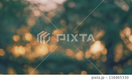 Sun Flare. Golden Hour. Beautiful Abstract Natural Background. Sunset Light. Blur. 116865330