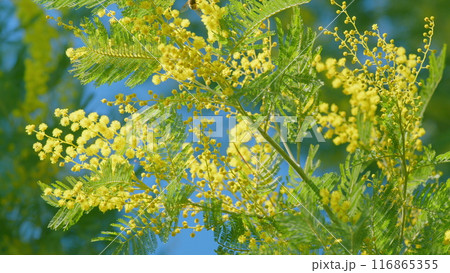 Floral Nature Background. Yellow Gold Flowering Mimosa Tree. Holiday Spring Flower Gold Mimosa Blossom. Close up. 116865355