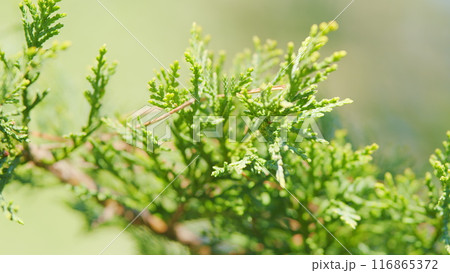 Thuja Branches. Branch Of Thuja With Flowering Cones. Close up. 116865372