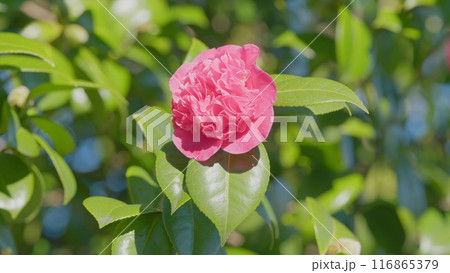 Evergreen Shrub Or Small Tree. Pretty Garden Flowers. Camellia Bloom On Green Bush. Close up. 116865379