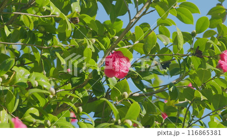 Beautiful Hybrid Camellia Flower With Fresh Waxy Leaves. Pink Flower Head. Floriculture. Close up. 116865381