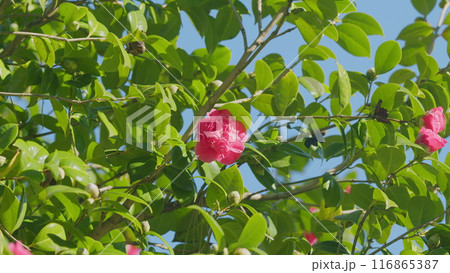 Pink Camellia Japonica In Spring Festival Flowers. Pink Camellia Flower With Green Leafs. Close up. Pink Camellia Japonica In Spring Festival Flowers. Pink Camellia Flower With Green Leafs. Close up. 116865387