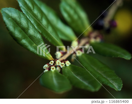 11月に咲いたハマヒサカキの花 116865400