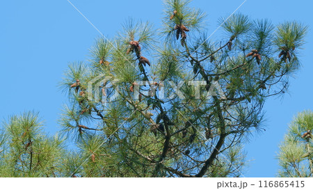 Evergreen Fir Trees With Green Forest Background. Fresh Young Green Spruce Branches At Warm Morning. Still. 116865415