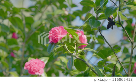 Pink Camellia With Foliage. Spring Roses. Blooming Double Pink Camelia Flowers. Close up. 116865418