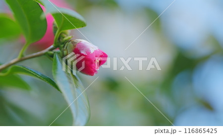 Evergreen Shrub Or Small Tree. Pretty Garden Flowers. Camellia Bloom On Green Bush. Close up. 116865425