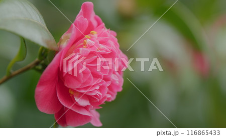 Camellia Is A Widely Planted Garden Flower. Usually Found Growing Up To An Altitude Of 800 Meters. Close up. Camellia Is A Widely Planted Garden Flower. Usually Found Growing Up To An Altitude Of 800 Meters. Close up. 116865433
