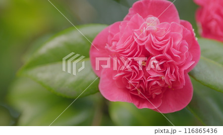 Beautiful Camellia Blooming In Full Bloom. Pastel Pink Camellia Japonica Flowers Blooming Bush In Park. Close up. 116865436