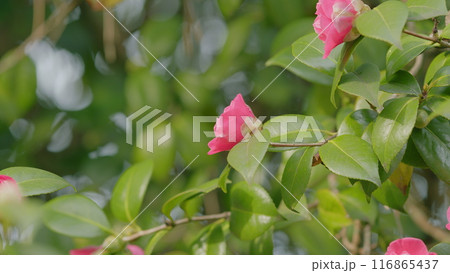 Pink Camellia Japonica In Spring Festival Flowers. Pink Camellia Flower With Green Leafs. Close up. 116865437