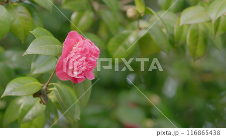 Pink Camellia Flower In Full Bloom. Flowering Camellias. Middle Of Sunny Spring Day. Bokeh. 116865438