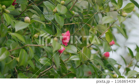 Beautiful Pink Camellia Japonica In Garden. Pink Camellias Flower Symbolize Greatness Of Soul. Close up. 116865439