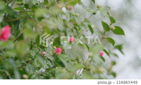 Beautiful Pink Camellia Japonica In Garden. Pink Camellias Flower Symbolize Greatness Of Soul. Close up. Beautiful Pink Camellia Japonica In Garden. Pink Camellias Flower Symbolize Greatness Of Soul. Close up. 116865448