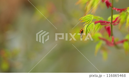 Ladybug Beetle Or Coccinellidae Perched On A Leaf Of Japanese Maple. Colorful Seven Spot Ladybird. Close up. Ladybug Beetle Or Coccinellidae Perched On A Leaf Of Japanese Maple. Colorful Seven Spot Ladybird. Close up. 116865468