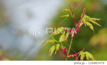 Ladybug Red With Black Spots Insects In The Wild. Acer Leaves In The Sunlight. Selective focus. Ladybug Red With Black Spots Insects In The Wild. Acer Leaves In The Sunlight. Selective focus. 116865479