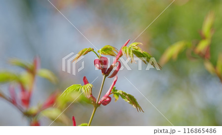 Spring Is Coming. Green Japanese Maple Tree Or Acer Palmatum. Green Japanese Maple Tree. Selective focus. 116865486