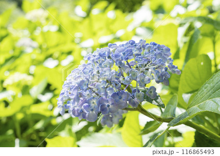アジサイの花 116865493