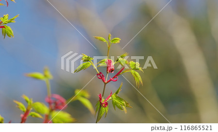 Seven spot ladybird. Japanese Maple Leaves And Young Twigs. Spring Young Shoots Of Maple Leaves. Still. 116865521