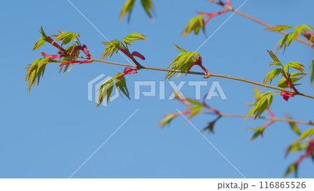 Japanese Maple Shoots In Green And Red. Bright Green Foliage Unfolding In April Springtime. Still. 116865526