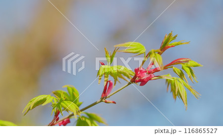 Spring Is Coming. Green Japanese Maple Shrub Or Tree. Acer Leaves In The Sunlight. Shallow depth of field. 116865527