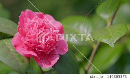 Spring Nature Background. Pink Petals Of Camellia Japonica Flower Blooming In Spring Garden. Spring Nature Background. Pink Petals Of Camellia Japonica Flower Blooming In Spring Garden. 116865578