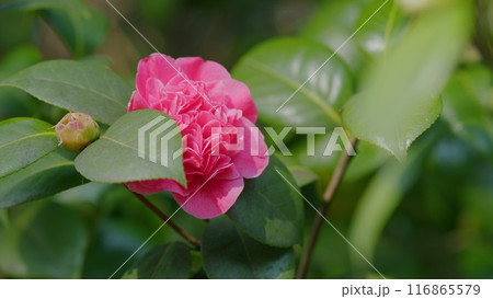 Evergreen Shrub Or Small Tree. Pretty Garden Flowers. Camellia Bloom On Green Bush. Evergreen Shrub Or Small Tree. Pretty Garden Flowers. Camellia Bloom On Green Bush. 116865579