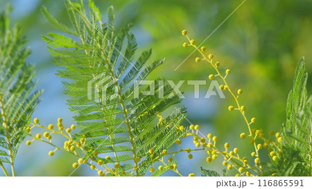 Acacia Dealbata Tree With Yellow Blossom In Sunny Day. Blossoming Of Mimosa Tree Or Acacia Dealbata. Still. 116865591