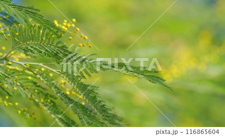 Sunny Spring Day. Mimosa Tree. Yellow Fluffy Acacia Dealbata Mimosa Tree Flowers. Spring Is Coming. Still. Sunny Spring Day. Mimosa Tree. Yellow Fluffy Acacia Dealbata Mimosa Tree Flowers. Spring Is Coming. Still. 116865604