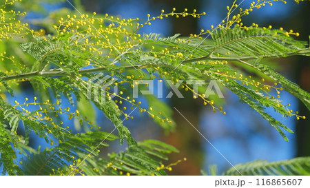 Yellow Mimosa Flowers Or Acacia Dealbata Blooming On Spring Tree. Yellow Gold Flowering Mimosa Tree. Still. 116865607