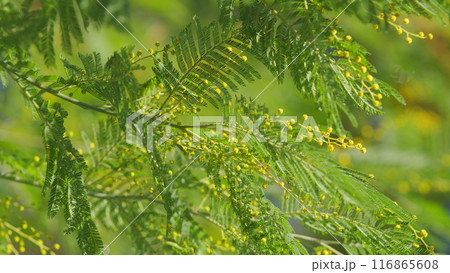 Mimosa Tree. Branch Of Mimosa Sunny Flowers. Concept Of Spring Season. Fluffy Flowers In Spring Garden. Close up. 116865608