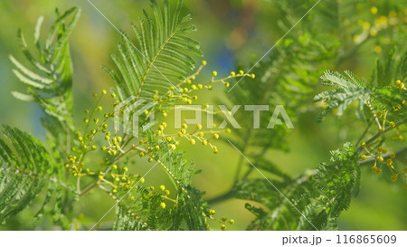 Spring Is Coming. Acacia Dealbata Tree With Gold Blossoms. Spring Mimosa Flowers. Sunny Spring Day. Bokeh. 116865609
