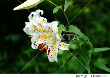 黄色い筋のある白い花弁のヤマユリの花 黄色い筋のある白い花弁のヤマユリの花 116865646