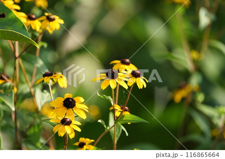 太陽を浴びるルドベキア・ヒルタ 太陽を浴びるルドベキア・ヒルタ 116865664