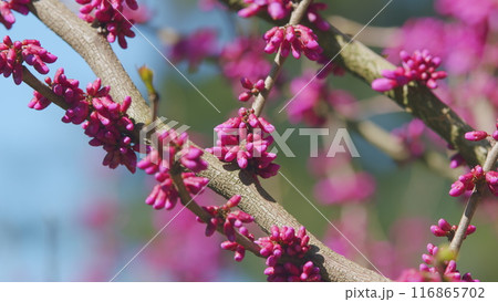 Cercis Siliquastrum Blossoms In Springtime. Fabaceae Family. Judas Tree Branch. Close up. Cercis Siliquastrum Blossoms In Springtime. Fabaceae Family. Judas Tree Branch. Close up. 116865702