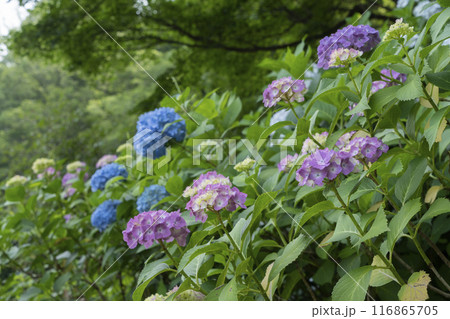 アジサイの花 116865705