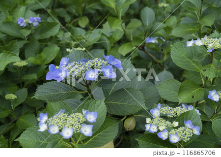 アジサイの花 アジサイの花 116865706