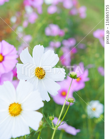 満開のコスモス畑に咲く凛とした白色のコスモスの花 満開のコスモス畑に咲く凛とした白色のコスモスの花 116865755