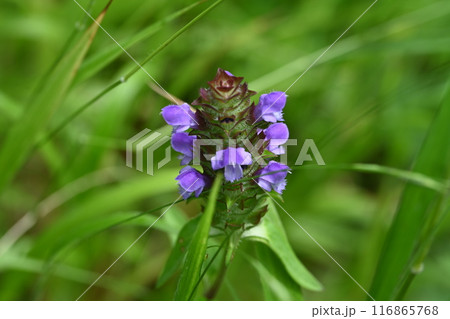 榛名ユウスゲの道で撮ったウツボグサの花 榛名ユウスゲの道で撮ったウツボグサの花 116865768