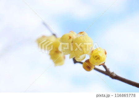 ロウバイ　冬に咲く黄色い花　寒空　クローズアップ 116865778