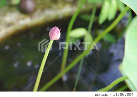 蓮の蕾 116865804
