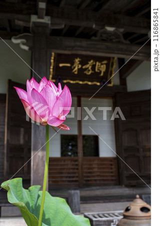 鎌倉246 光則寺18 蓮 鎌倉246 光則寺18 蓮 116865841